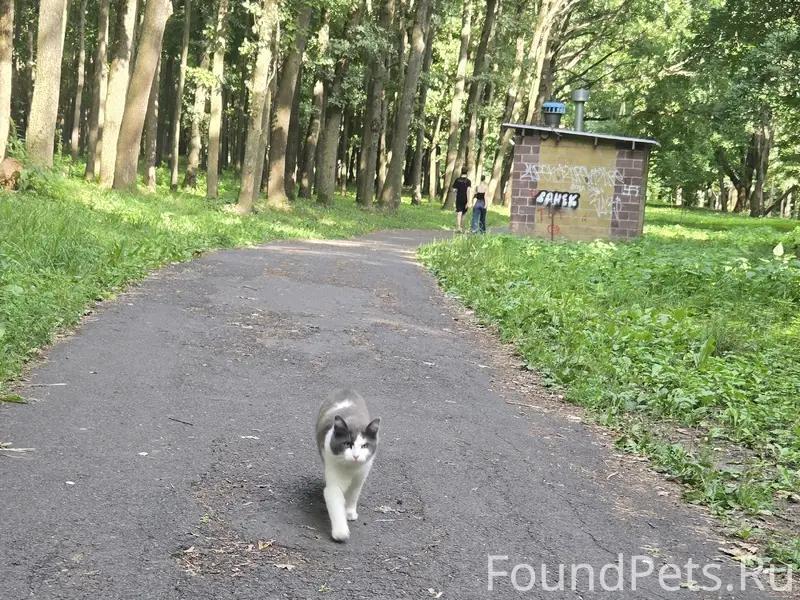 Найден кот, улица Прогулочная