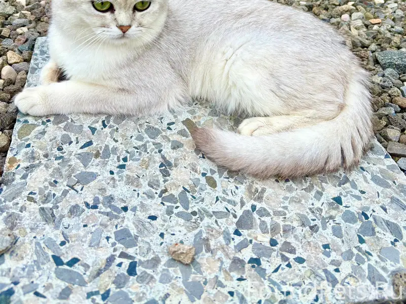 Пропал кот, ЛПХ, улица Южная