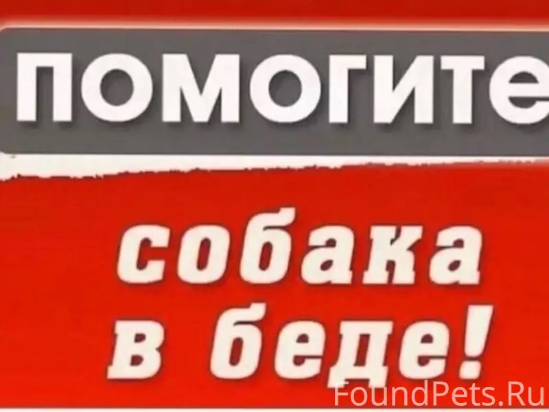 Пропала дворняга, Северный район