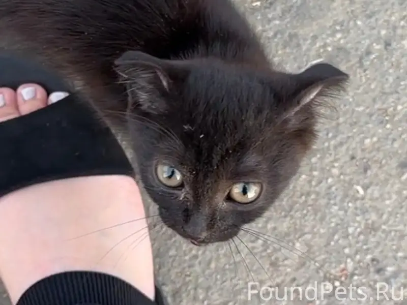 Найден чёрный котёнок, Южноуральск