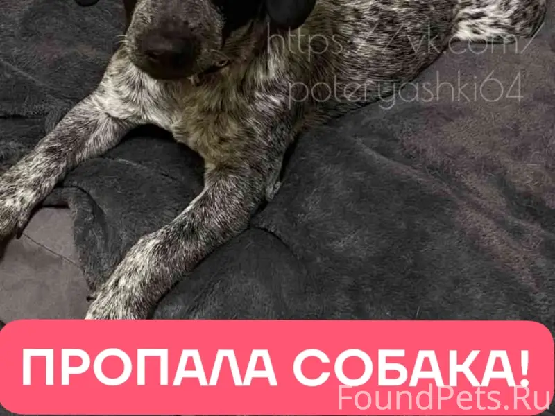 Пропал пёс Дизель, Саратов, посёлок Дубки