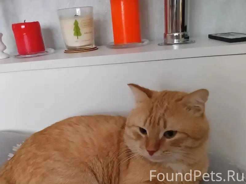 Пропал кот Рыжик