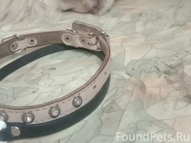 Найден тип собака, район старого замка