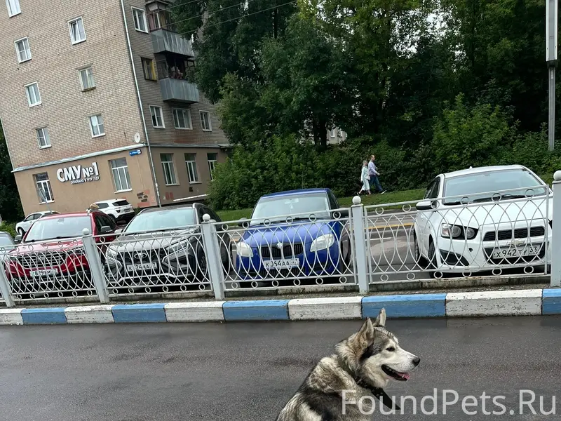 Пропала собака, остановка «Серебряный город»