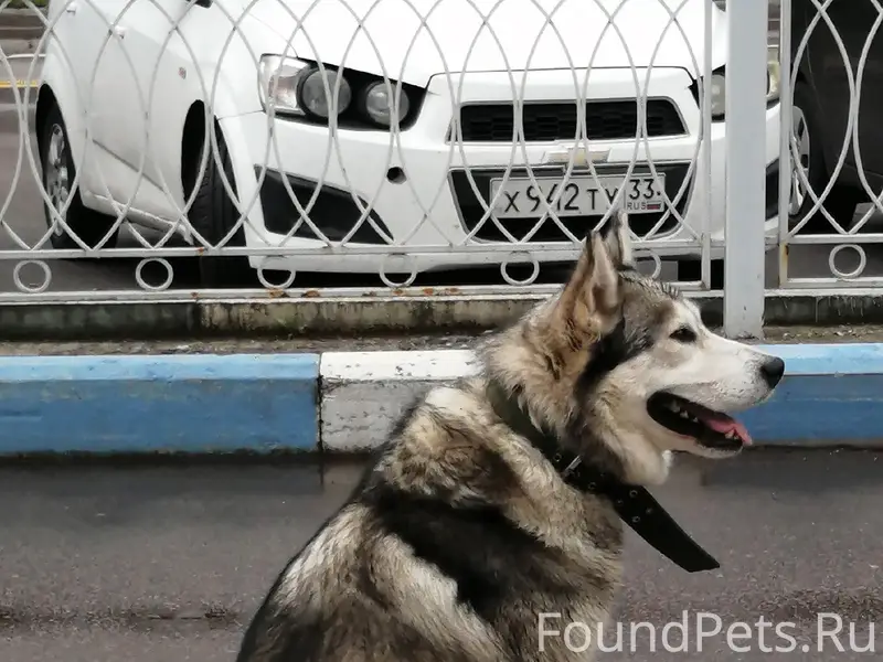 Найден пёс, около серебряного города