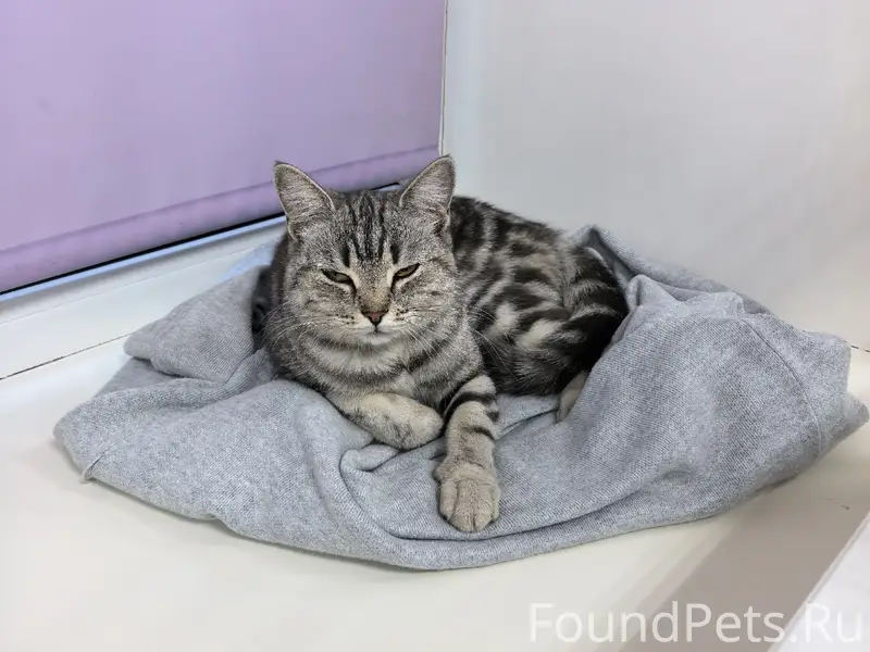 Найдена кошка, поселок Строителей