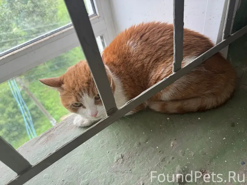 Найдена кошка, улица Комарова