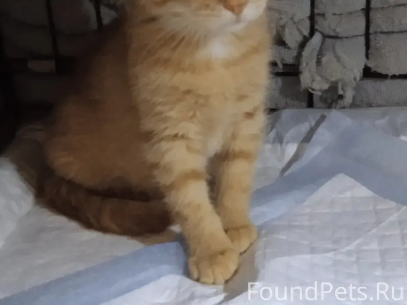 Пропал котёнок, ул. Филатова
