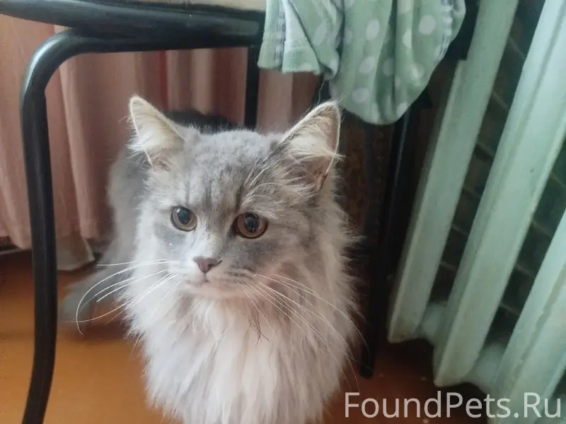 Найдена кошка, Октябрьский