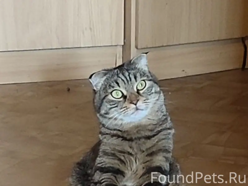 Пропала кошка Буся, ул. Парижская Коммуна