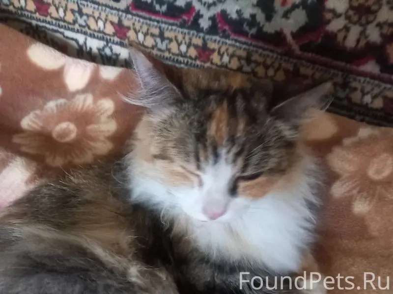 Найдена кошка, ул. Гоголя 1б