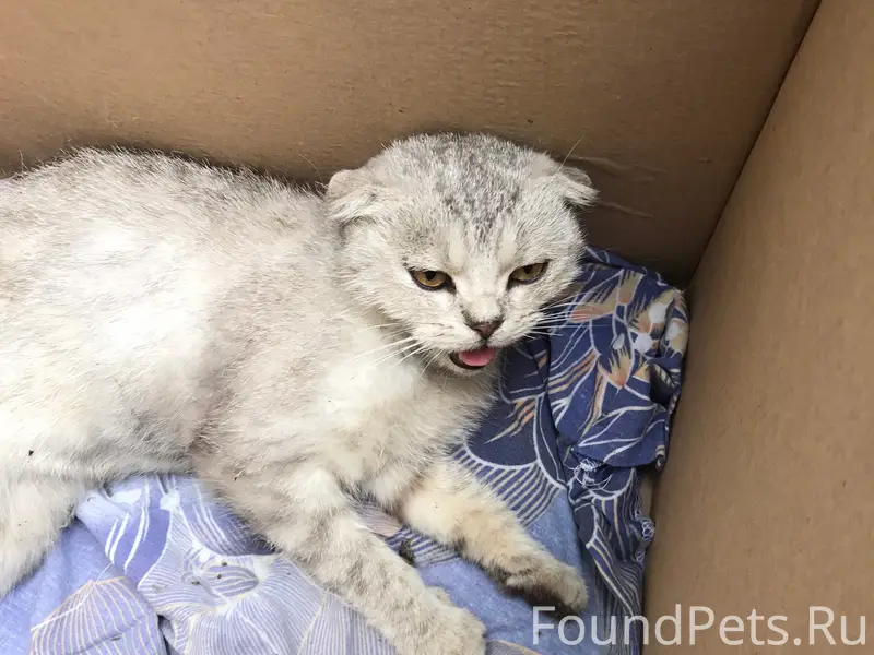 Найдена кошка, район магазин Лемана