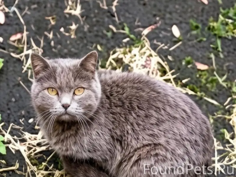 Найден кот, Перекопский городок