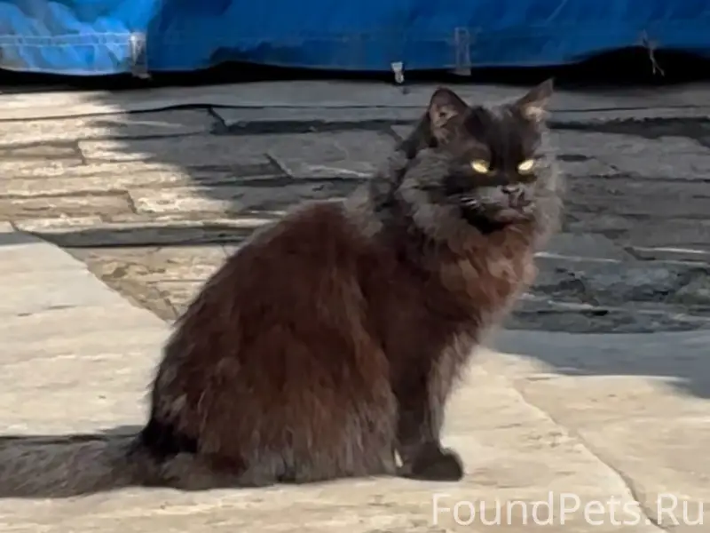 Пропала кошка, район улицы Горького
