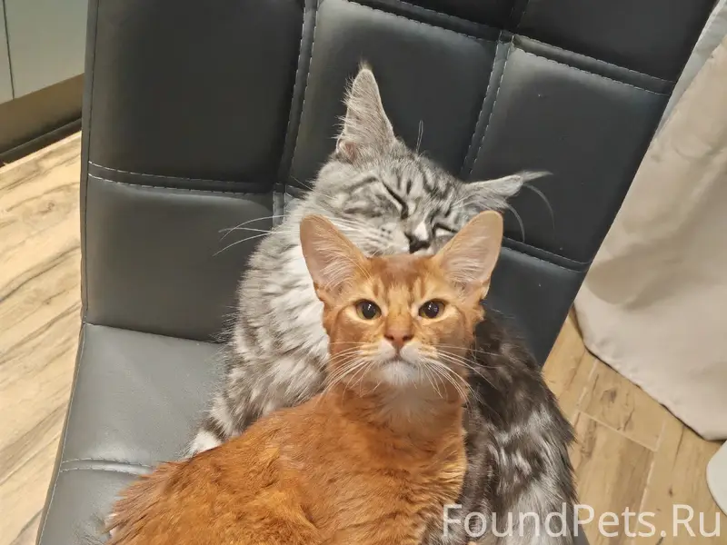 Пропал рыжий кот Рыжик, кп «Инола парк»