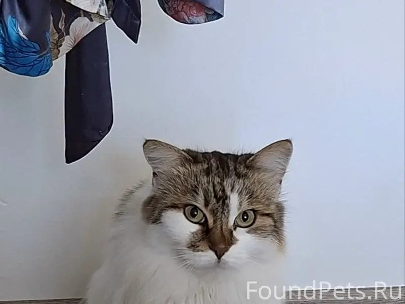 Пропала кошка Боня, район очистных сооружений
