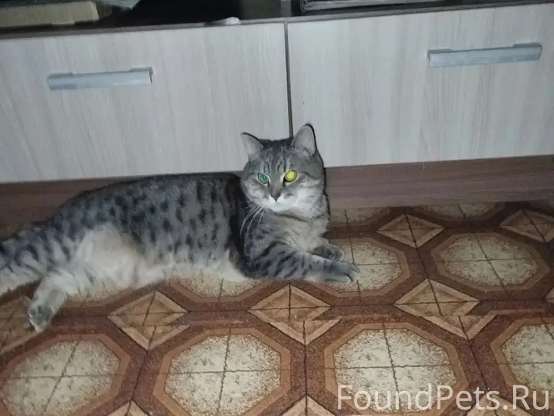 Пропала кошка, район Пушкина 9