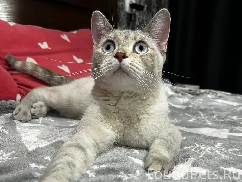 Пропала кошка Мила
