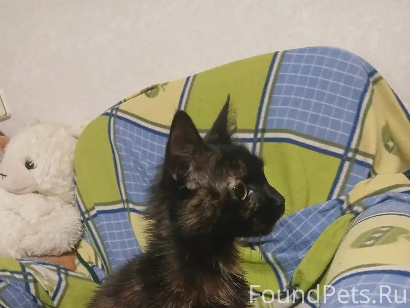 Найдена кошка, мост через Ушайку