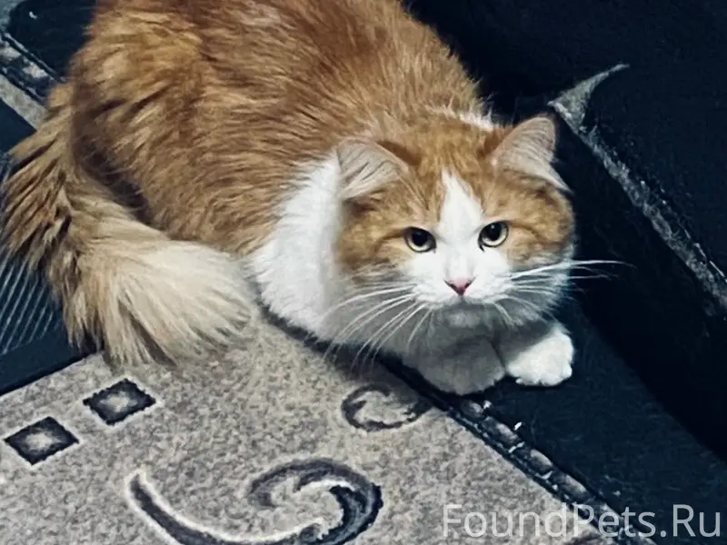 Пропал кот, район Пентагона