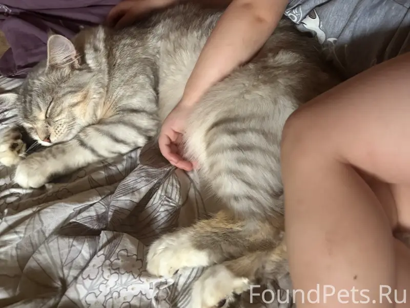 Пропала кошка Лили, Заокский район