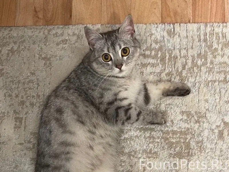 Нашли кошку
