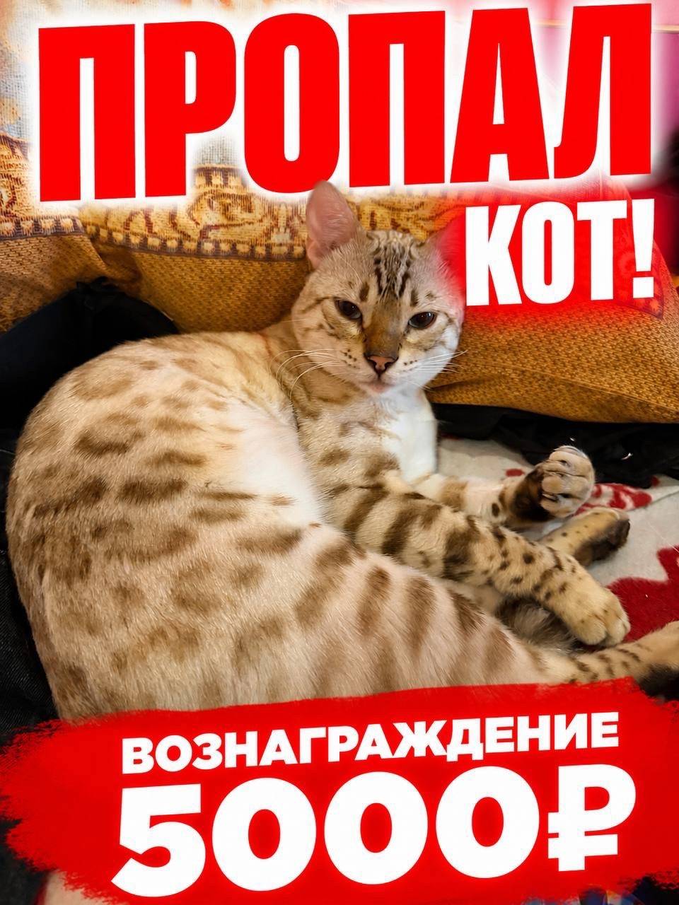 Пропал бенгал, село Знаменское, горки-2