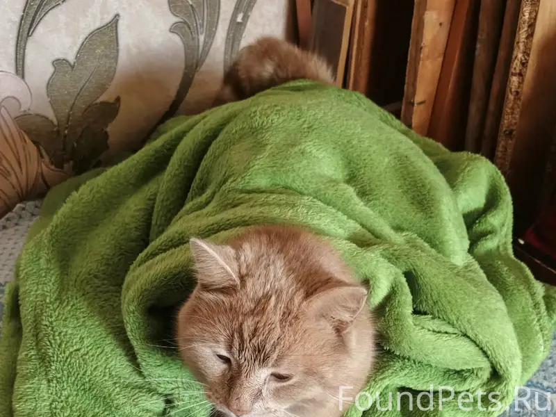 Пропал кот, [место не указано]