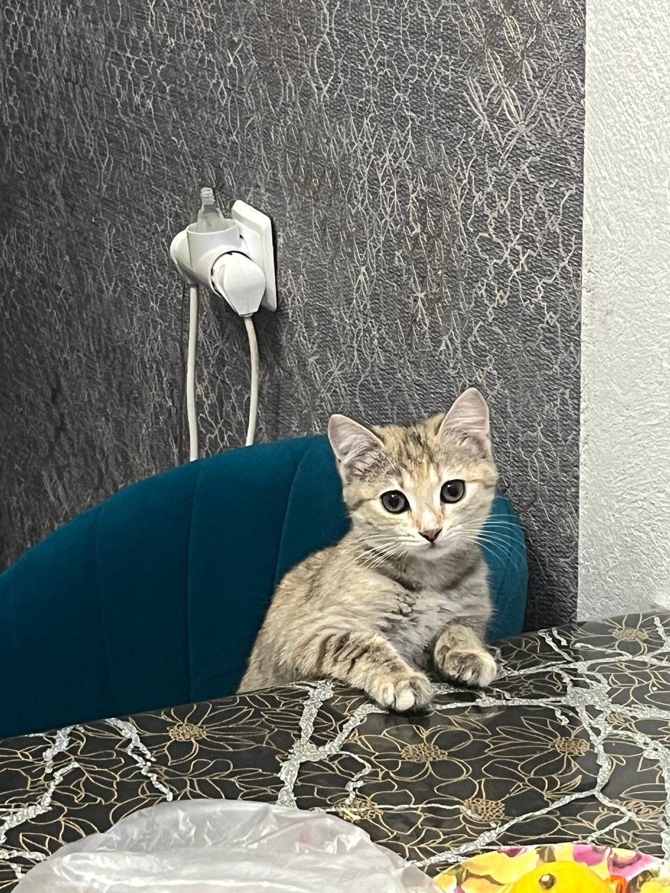 Пропала кошка Милка, Пер. Уйский