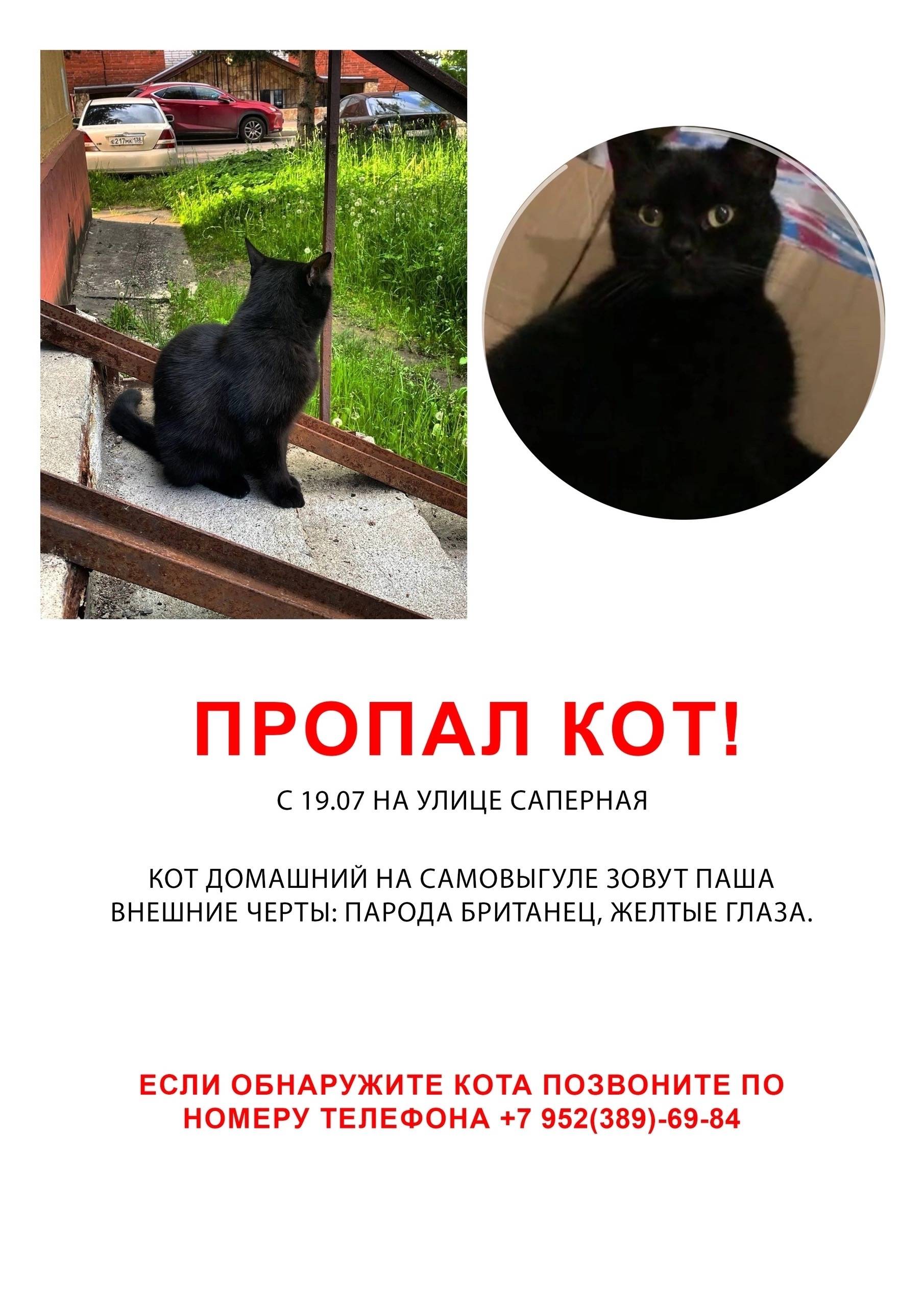 Пропал кот