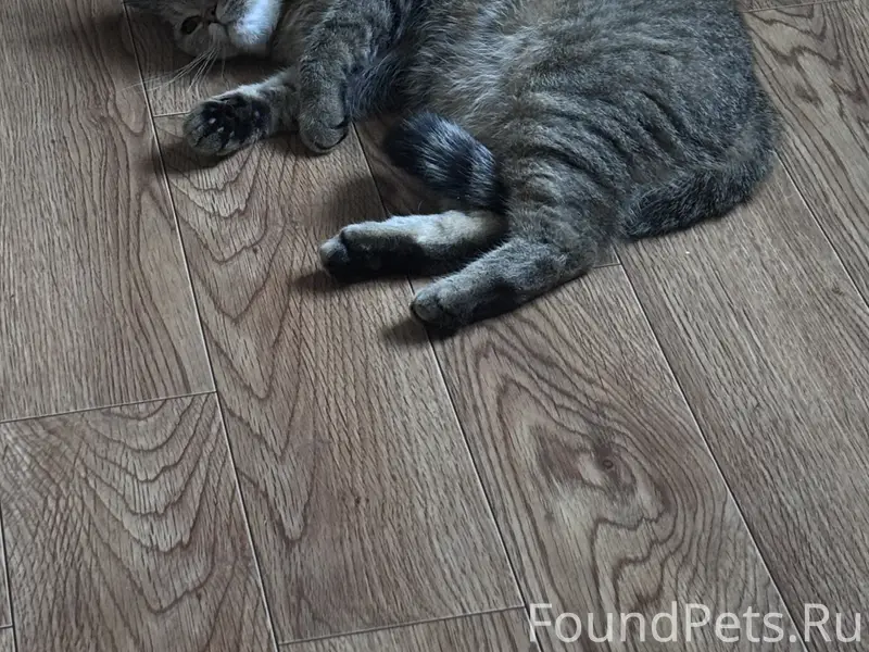 Пропала пятнистая кошка