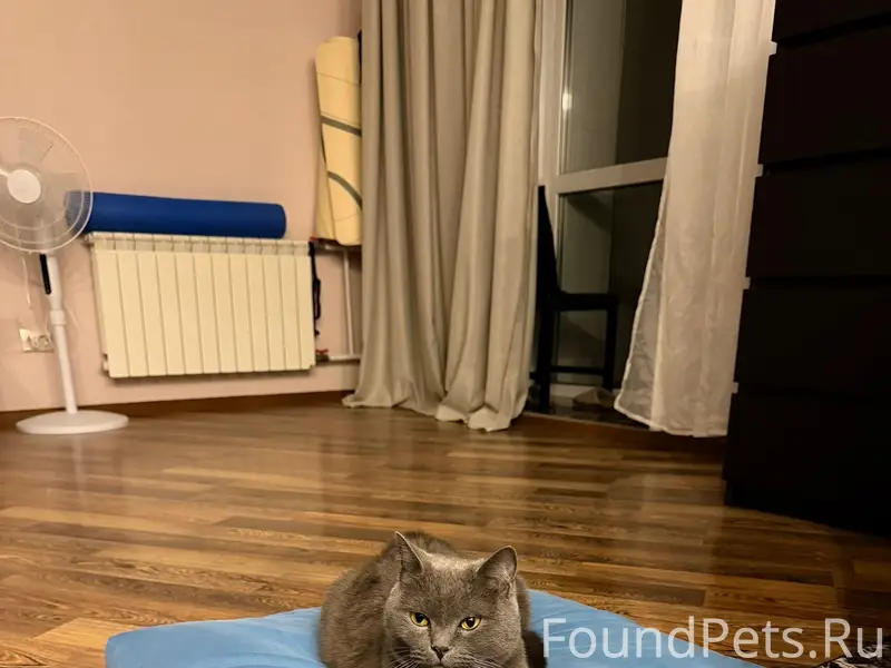 Найден кот, район Весны 10