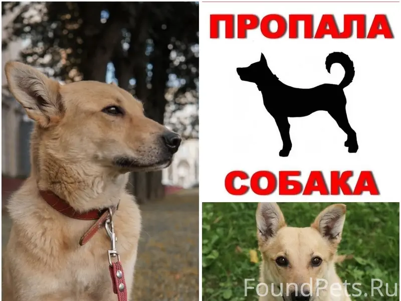 Пропала собака Саммер, Минск, район Бехтерева