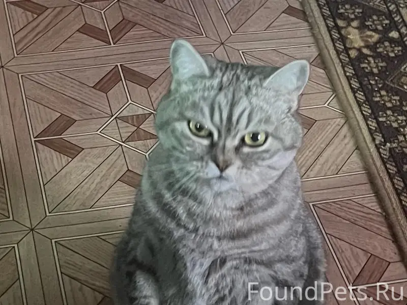 Пропала кошка, район ул. Урицкого