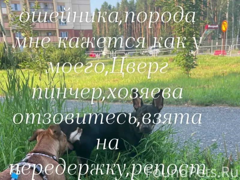 Найдена собака, Снежинск