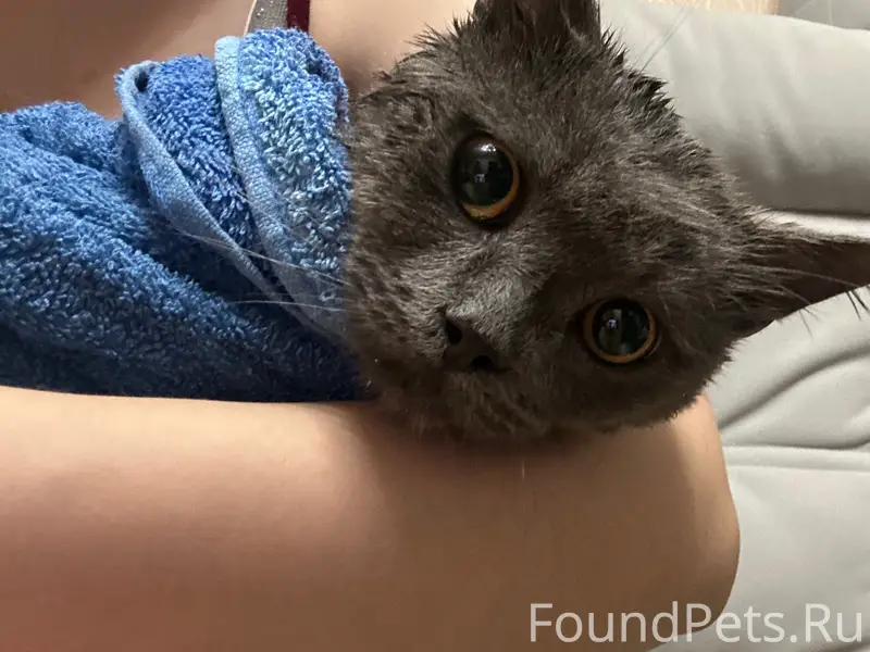 Найден кот, Академика Баха