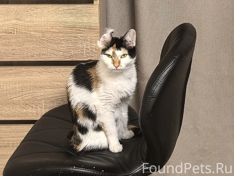 Пропала кошка, шумково