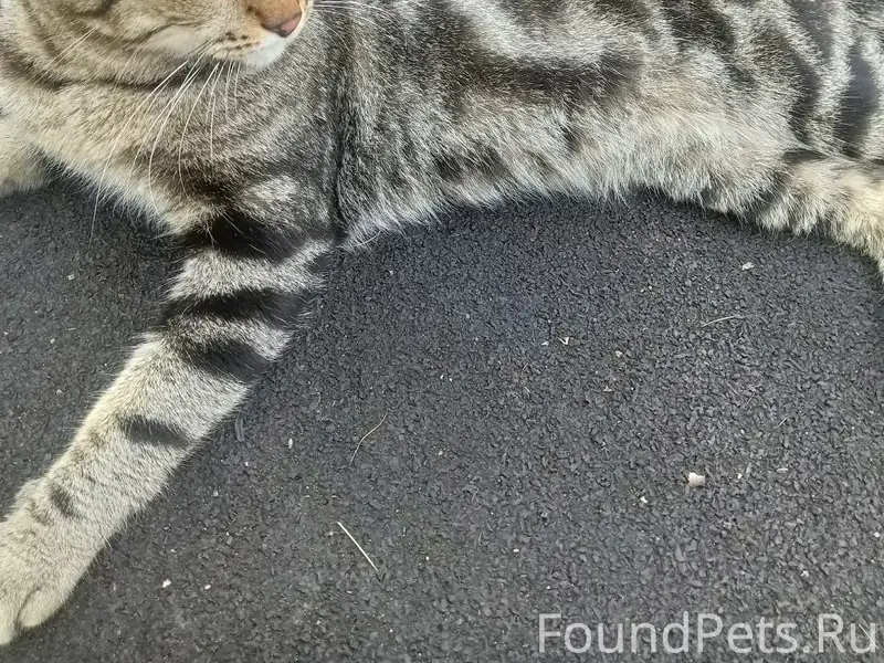 Найден кот, Абашево