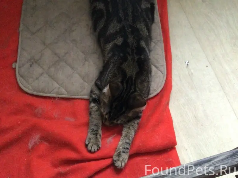 Пропала кошка Муська, Автозаводская