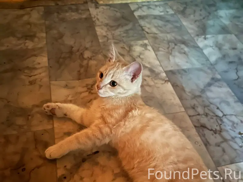 Найден котёнок в Заболотье