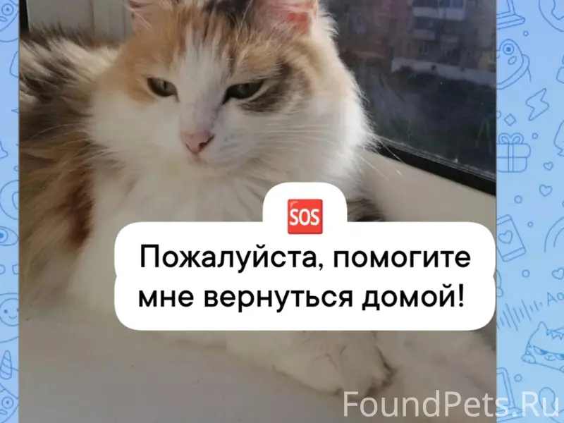 Пропала кошка, Бакал