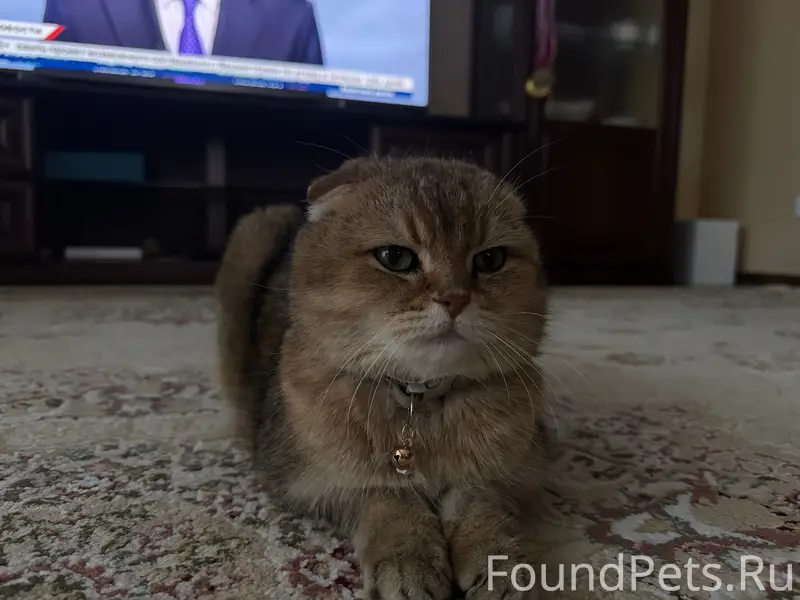 Пропал кот Персик, Военный городок