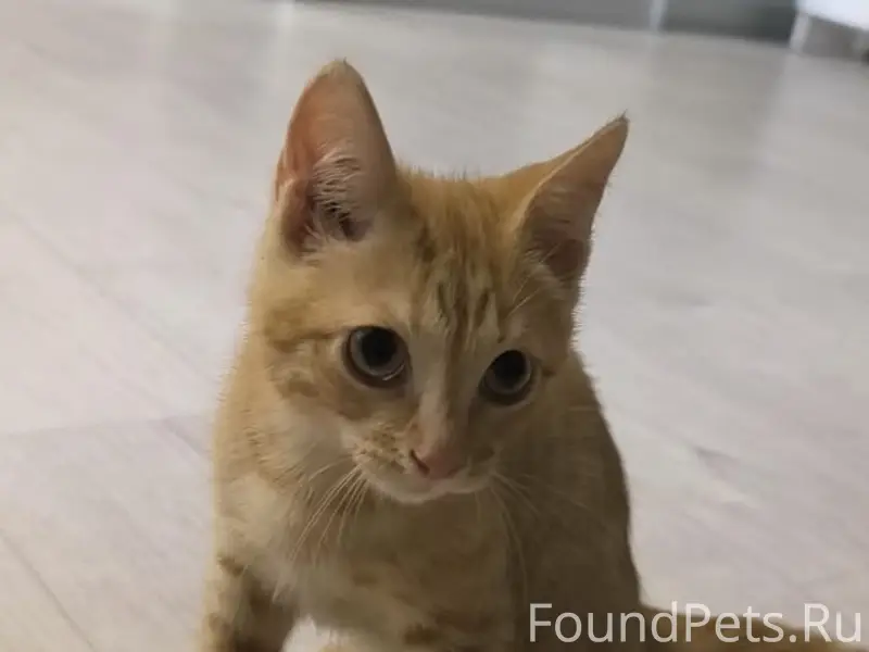 Пропал котёнок, около больницы