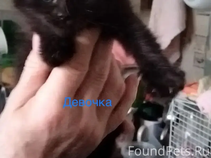 Найдена кошка Мишель, Ейск