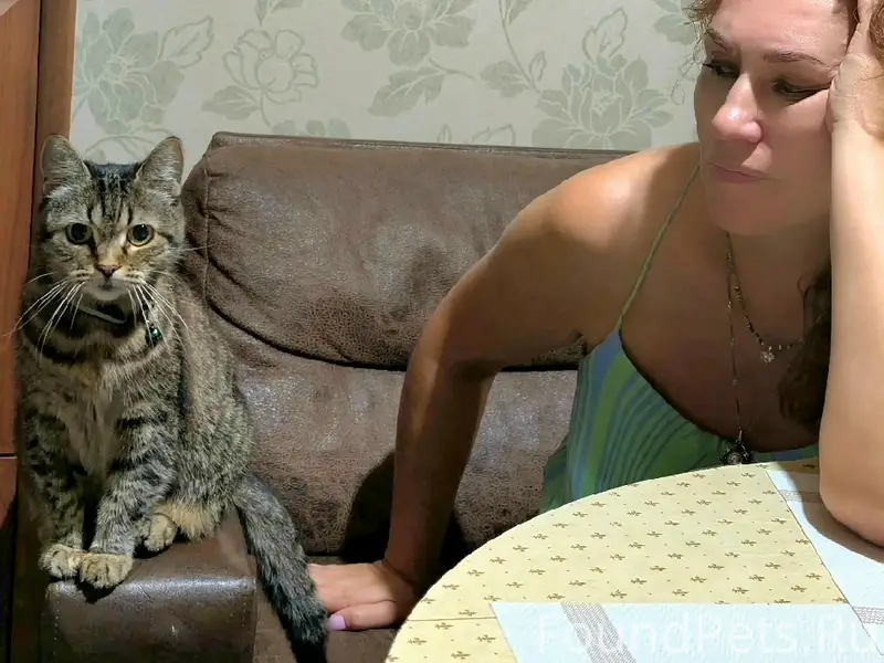 Пропала кошка Мотенька, предположительно в Подмосковье