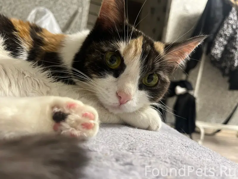 Пропала кошка, около энтузиастов2