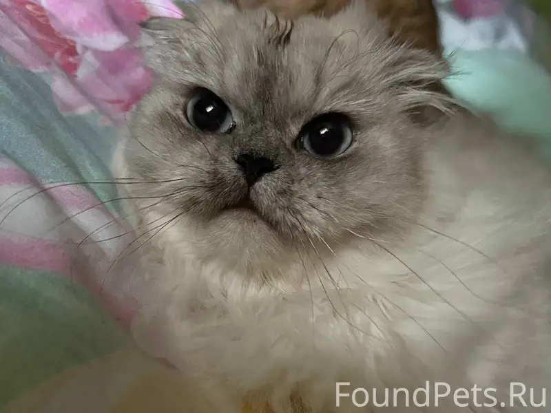 Пропала кошка, Бескудниковский бульвар