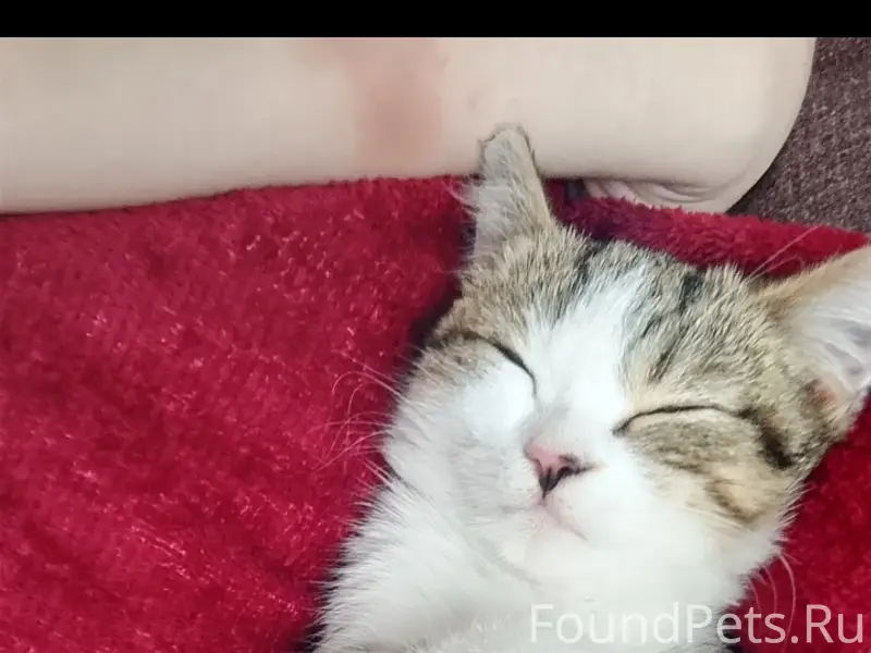 Пропала кошка, Химмаш