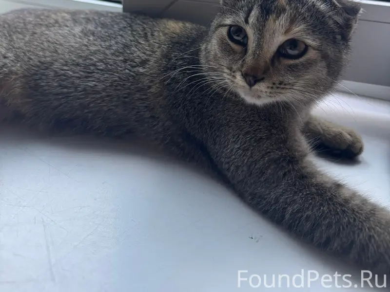 Найдена вислоухая кошка, улица Малые Ключи