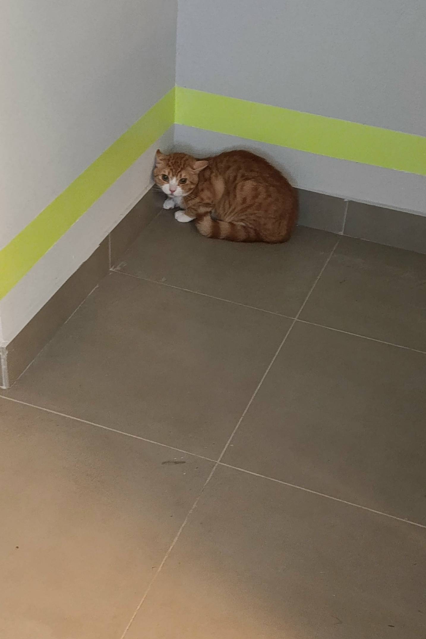 Найден кот, Пейзажная 2